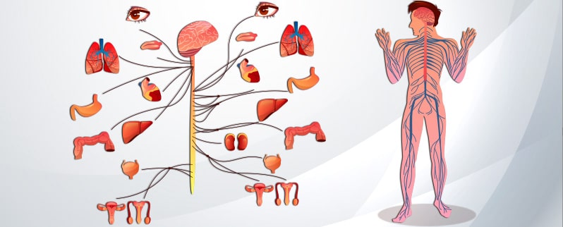 Sistema Nervioso Aparatos Cuerpo Humano