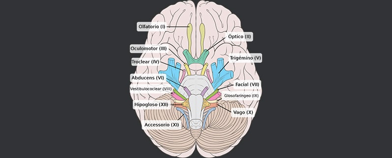 Sistema Nervioso Craneales