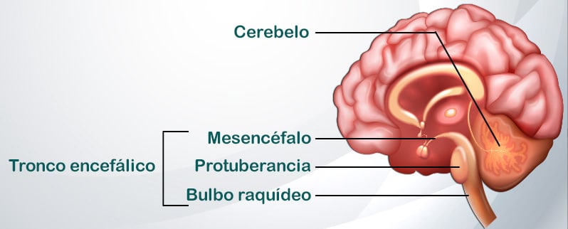 Sistema Nervioso Encéfalo