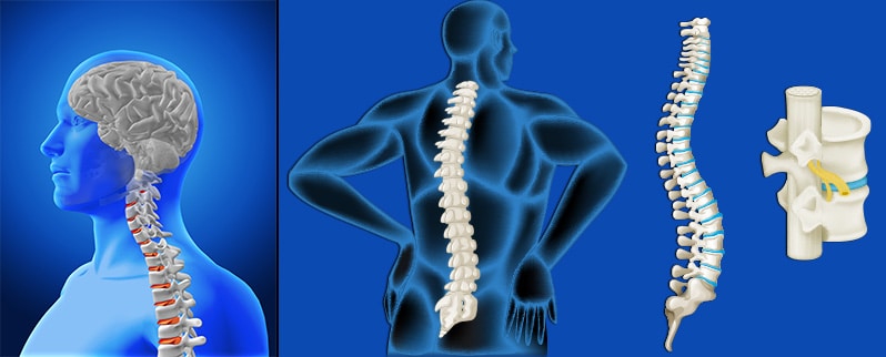Sistema Nervioso Médula Espinal