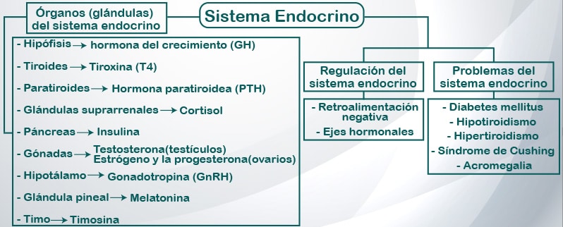 Mapa Conceptual Sistema Endocrino