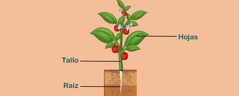 Características Partes Plantas