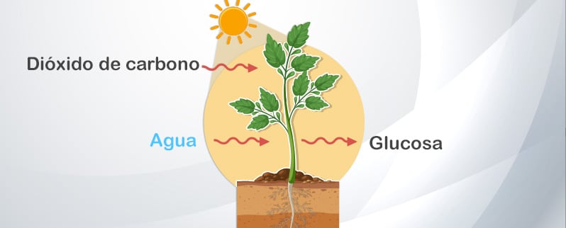 Características Plantas Autotrofismo