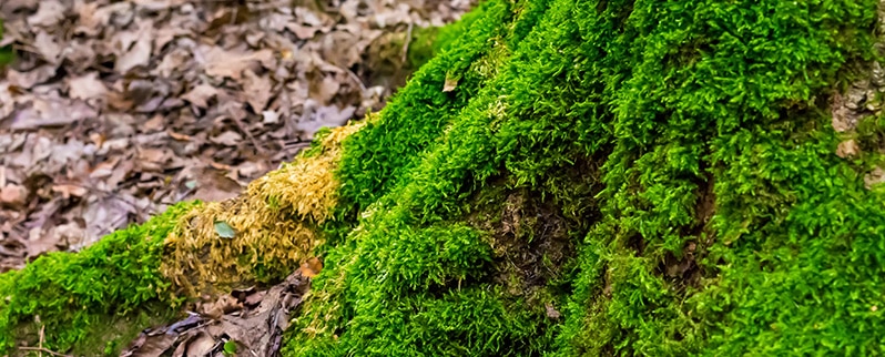 Características Plantas Briofitas