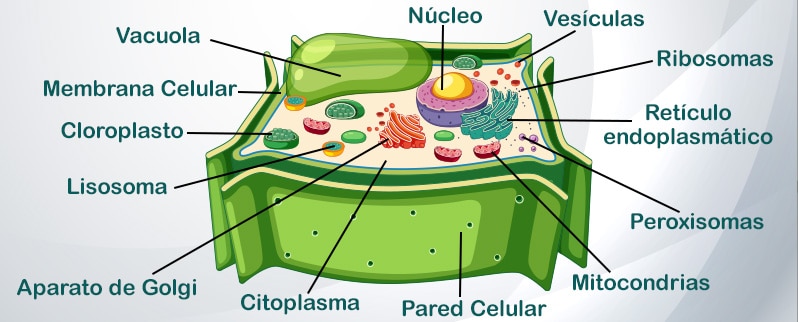 Características Plantas Estructura Celular