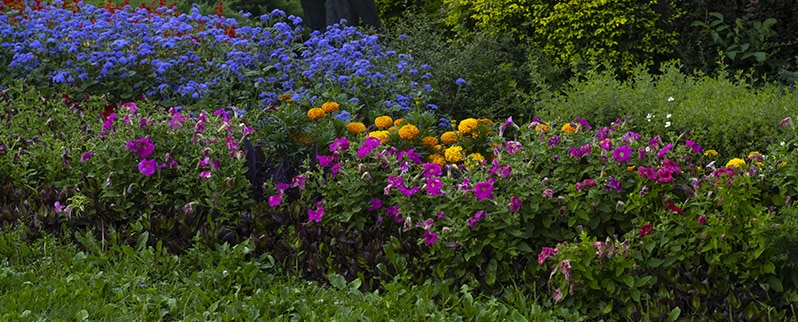 Características Plantas Fanerógamas