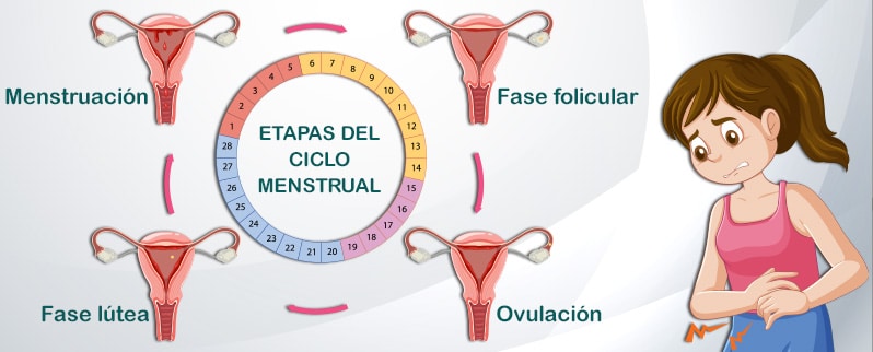 Ciclo Reproductivo Femenino