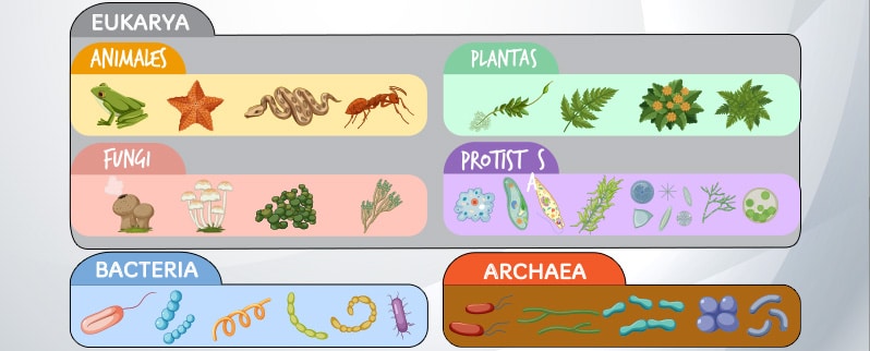 Clasificación Plantas