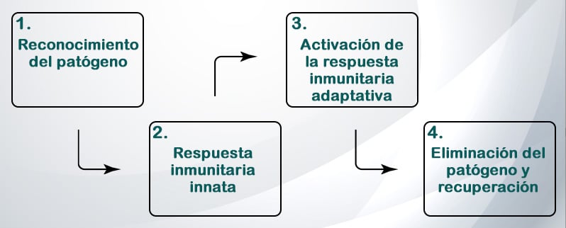 Como Funciona Sistema Inmunitario
