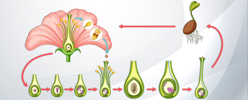 Formación Semillas Plantas