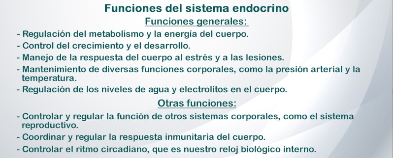 Funciones Sistema Endocrino