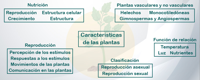 Mapa Mental Características Plantas