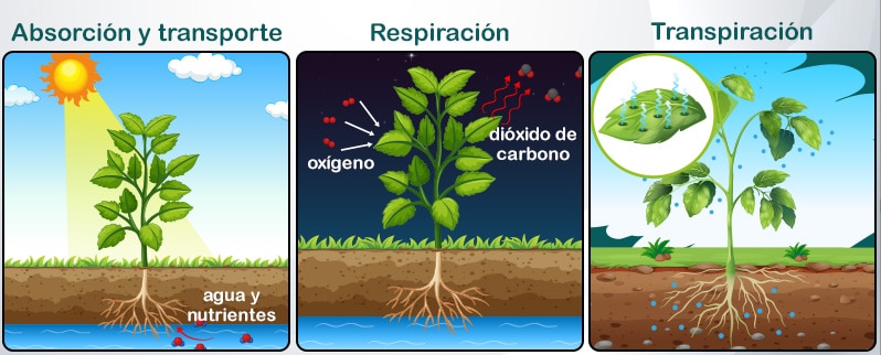 Nutrición Crecimiento Plantas