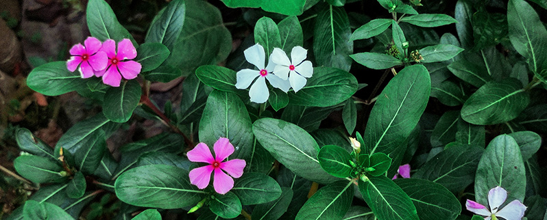 Plantas Angiospermas