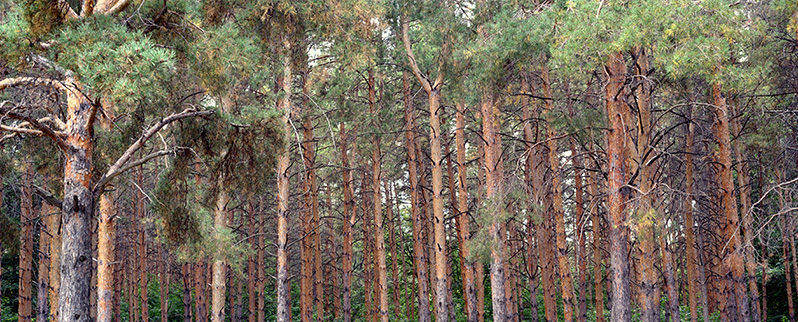 Plantas Gimnospermas