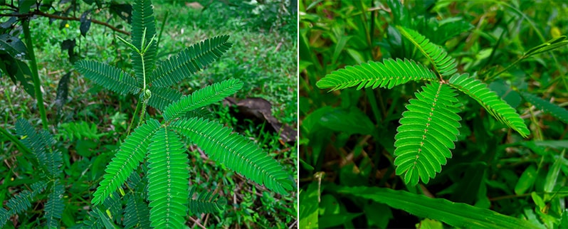 Plantas Mimosa Pudica