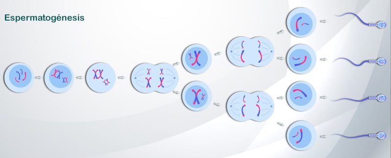 Preproducción Humana Espermatogénesis