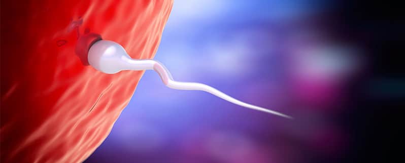 Preproducción Humana Inseminación Artificial