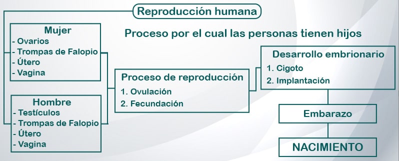 Preproducción Humana Mapa Conceptual