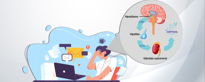 Sistema Endocrino Ejes Hormonales