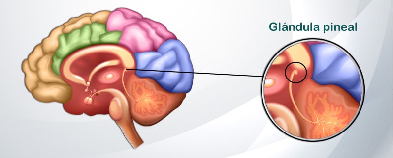 Sistema Endocrino Glándula Pineal