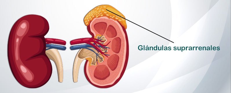 Sistema Endocrino Glándulas Suprarrenales