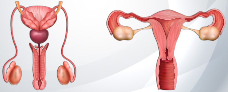 Sistema Endocrino Gónadas