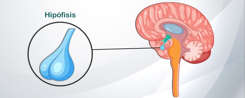 Sistema Endocrino Hipófisis