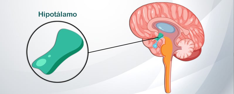 Sistema Endocrino Hipotálamo