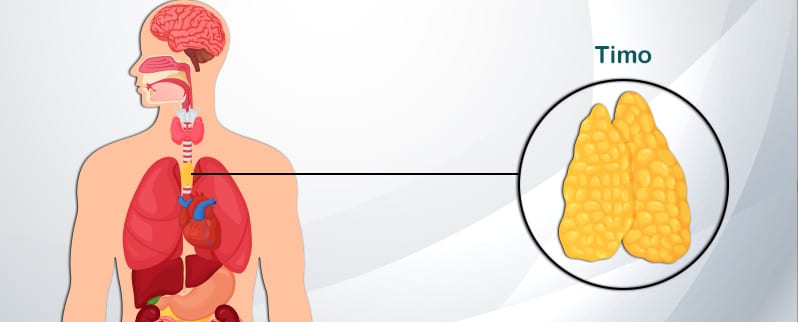 Sistema Endocrino Timo