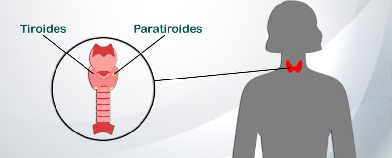 Sistema Endocrino Tiroides Y Paratiroides