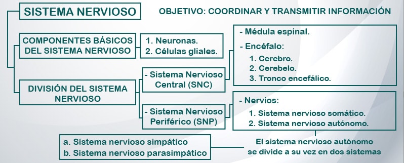 Sistema Nervioso Mapa