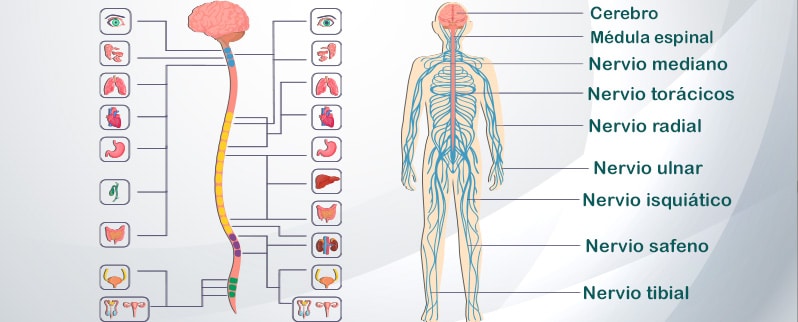 Sistema Nervioso