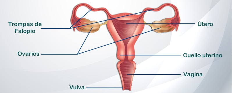 Sistema Reproductor Femenino
