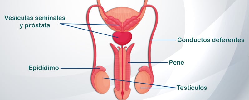 Sistema Reproductor Masculino