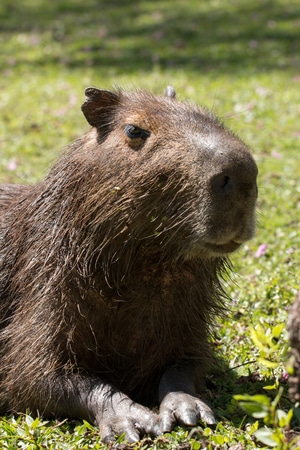 Conoce a la capibara: la gigante amistosa de los humedales