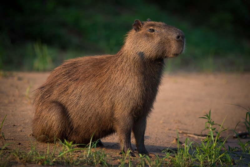 Capibara sobre la tierra mirando al horizonte, animal tranquilo