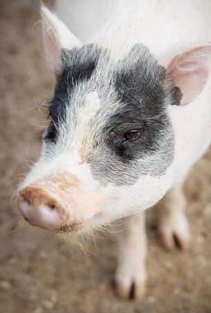 Conoce al cerdo: el gran explorador del corral y el bosque Conoce al cerdo: el gran explorador del corral y el bosque