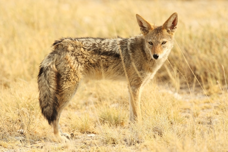 Coyote en campo seco, atento y alerta en la naturaleza
