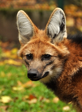 Conoce al coyote: el astuto explorador de América del Norte Conoce al coyote: el astuto explorador de América del Norte