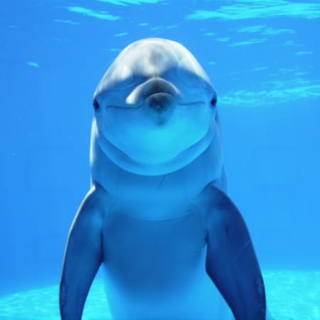 Conoce al delfín: el acróbata sonriente de los mares Conoce al delfín: el acróbata sonriente de los mares