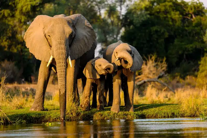 Familia de elefantes junto al agua