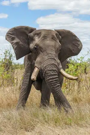 Conoce al elefante: el gigante bondadoso de la sabana y la selva
