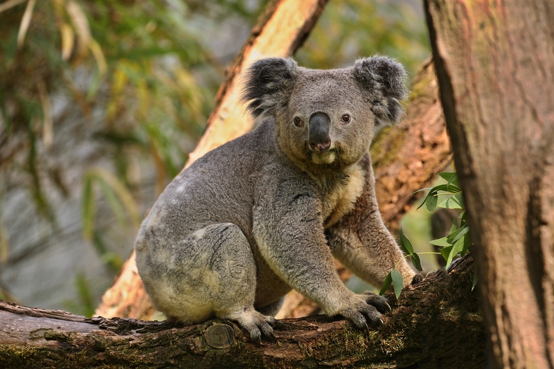 Koala trepando un árbol con mirada curiosa