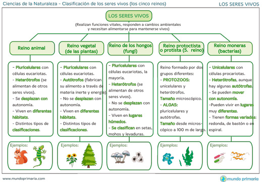 ▷ Clasificación de los seres vivos◁ Los cinco reinos
